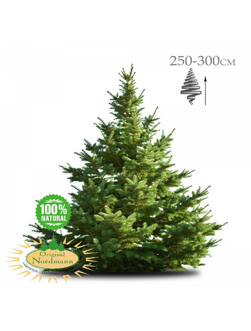 Geïmpregneerde Nordmann kerstboom cm | Brandblussershop | Brandblussershop