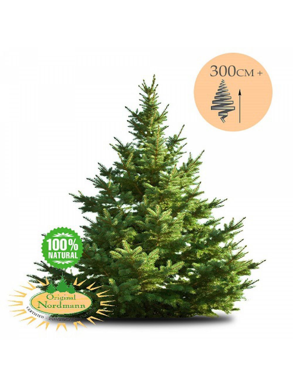 Geïmpregneerde Nordmann kerstboom 350-400 cm | |